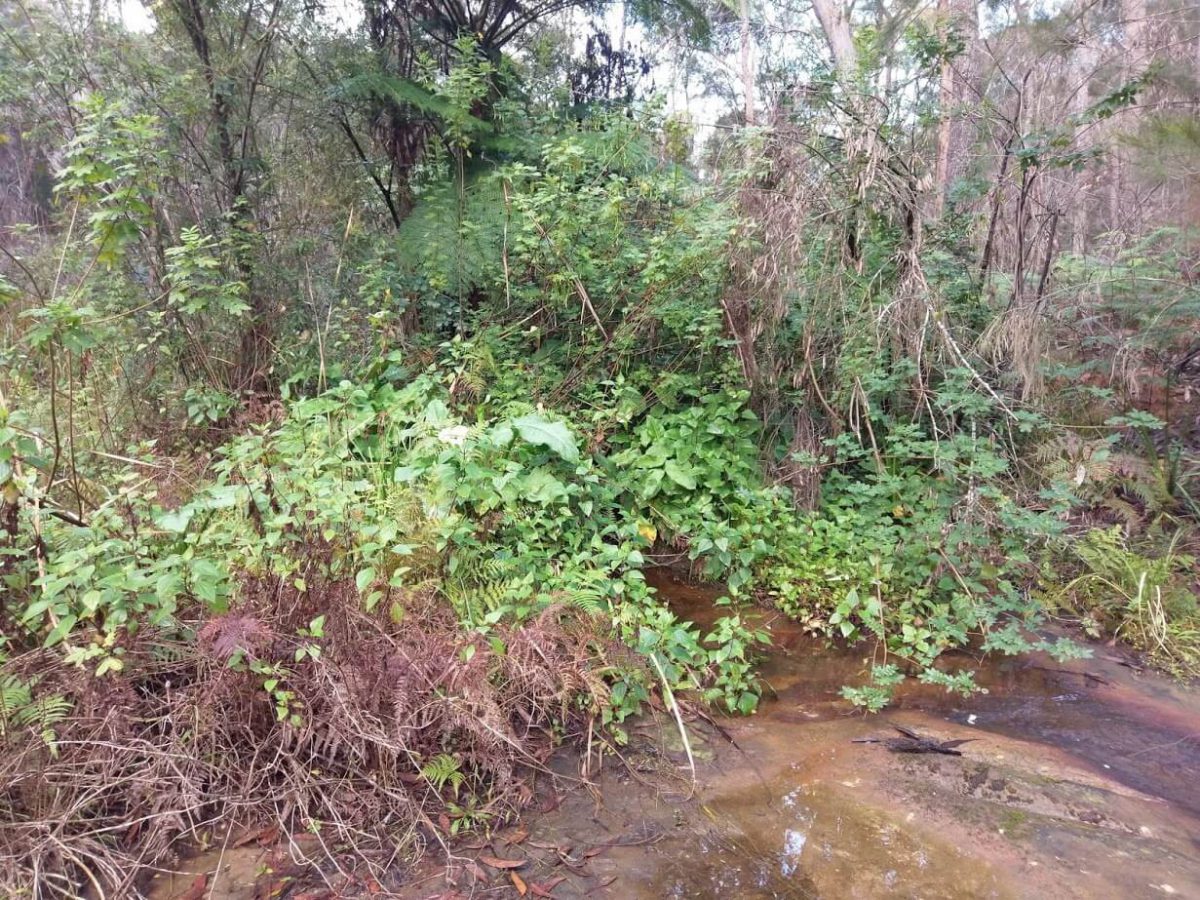 Provest Creek Ecological Restoration