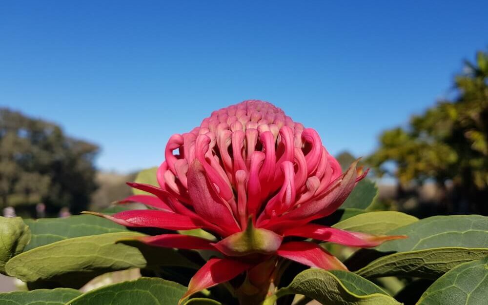 A Waratah flower.
