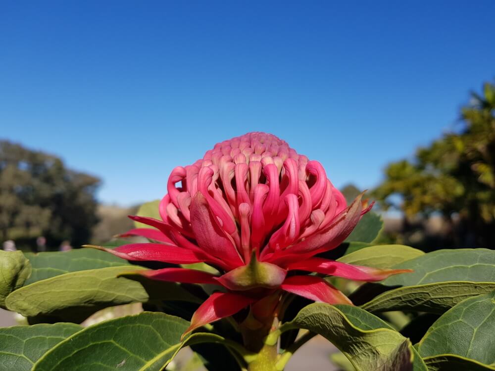 A Waratah flower.