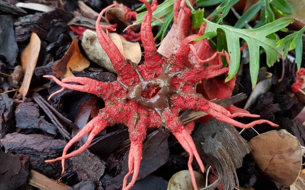 Opened Stinkhorn mushroom.