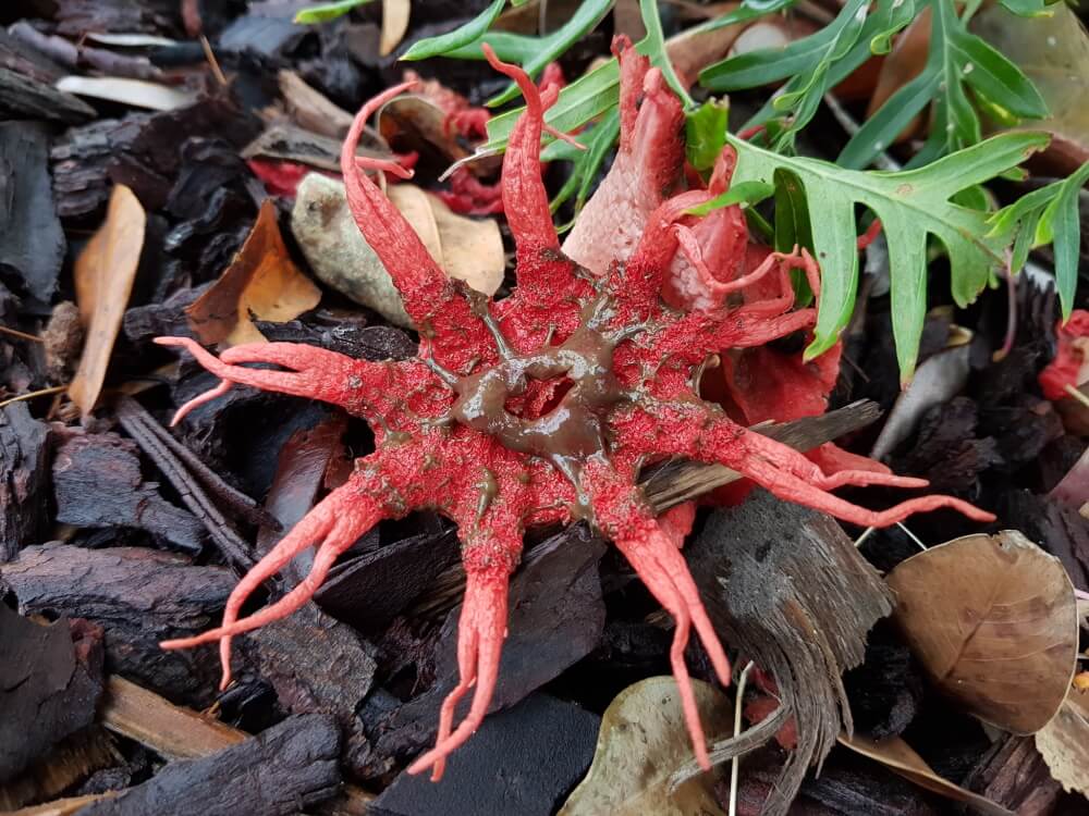 Opened Stinkhorn mushroom.