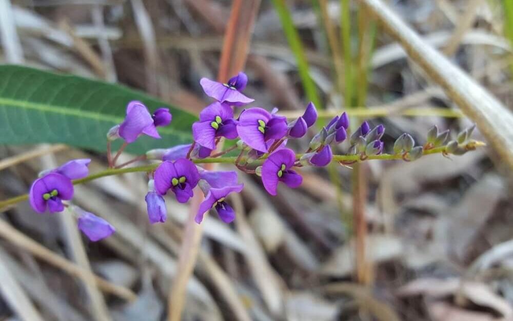 Flowers of the Purple Coral Pea.