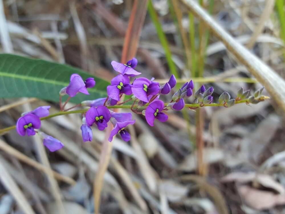 Flowers of the Purple Coral Pea.