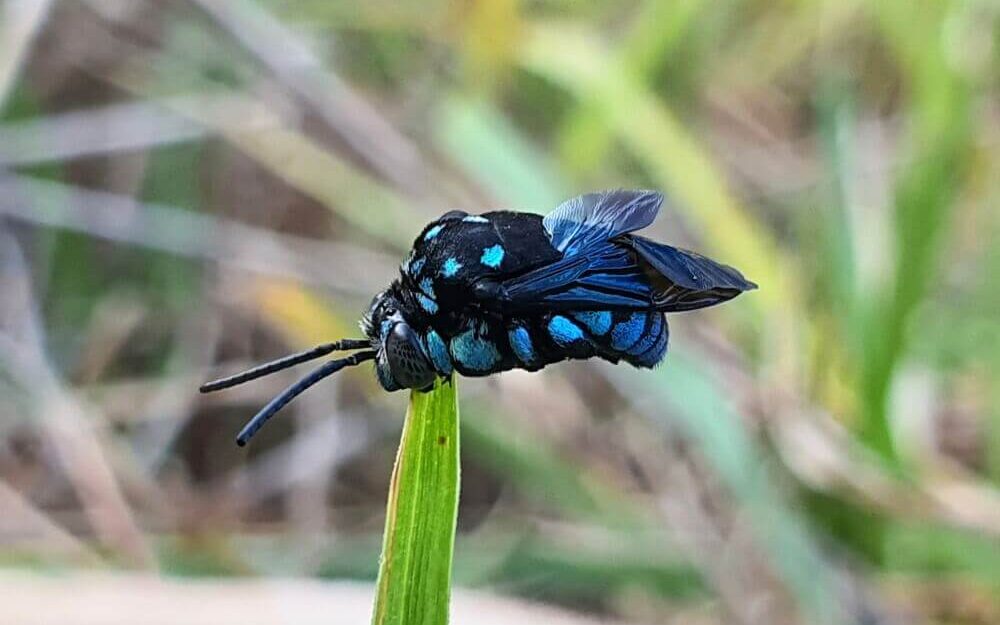 A Blue Banded Bee on grass.