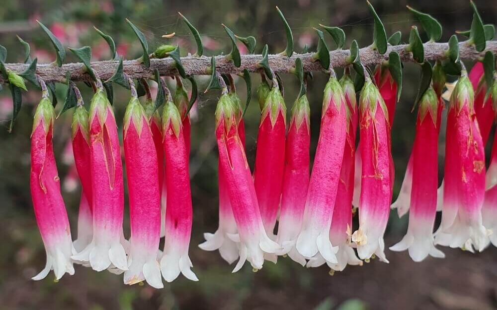 A flowering branch of Epacris longiflora.