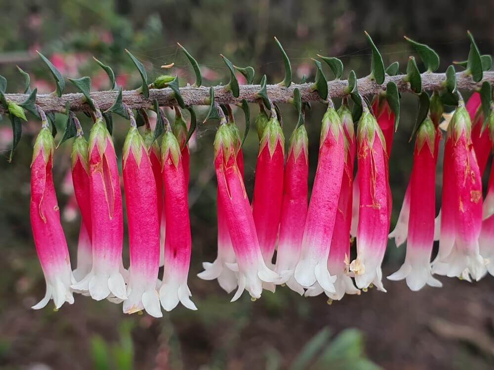 A flowering branch of Epacris longiflora.