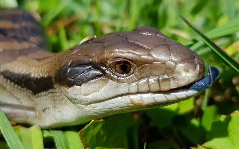 The face of a Blue Tongued Skink.
