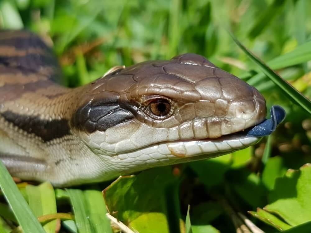 The face of a Blue Tongued Skink.