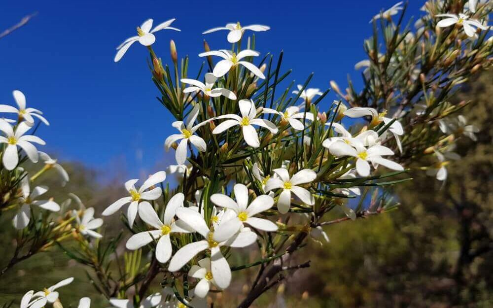 Flowers of a Wedding Bush.
