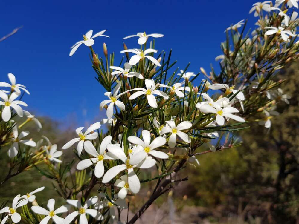 Flowers of a Wedding Bush.