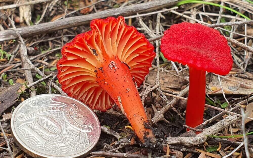 Two red mushrooms with a ten cent piece.