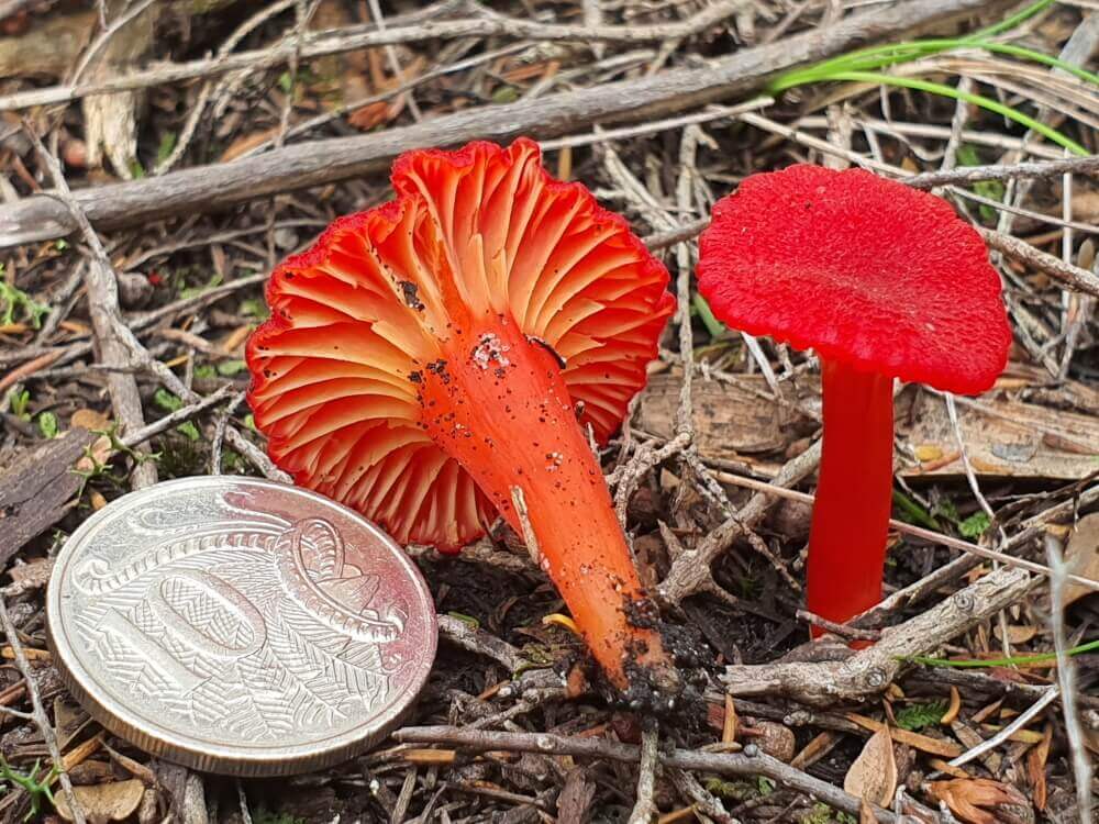 Two red mushrooms with a ten cent piece.