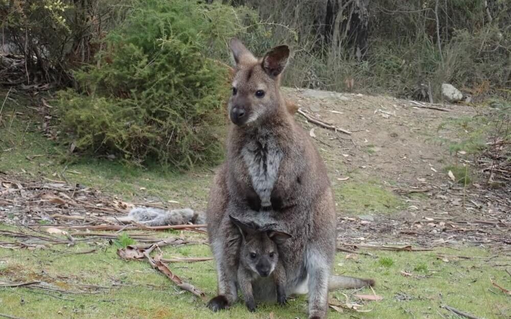 A Swamp Wallaby standing.