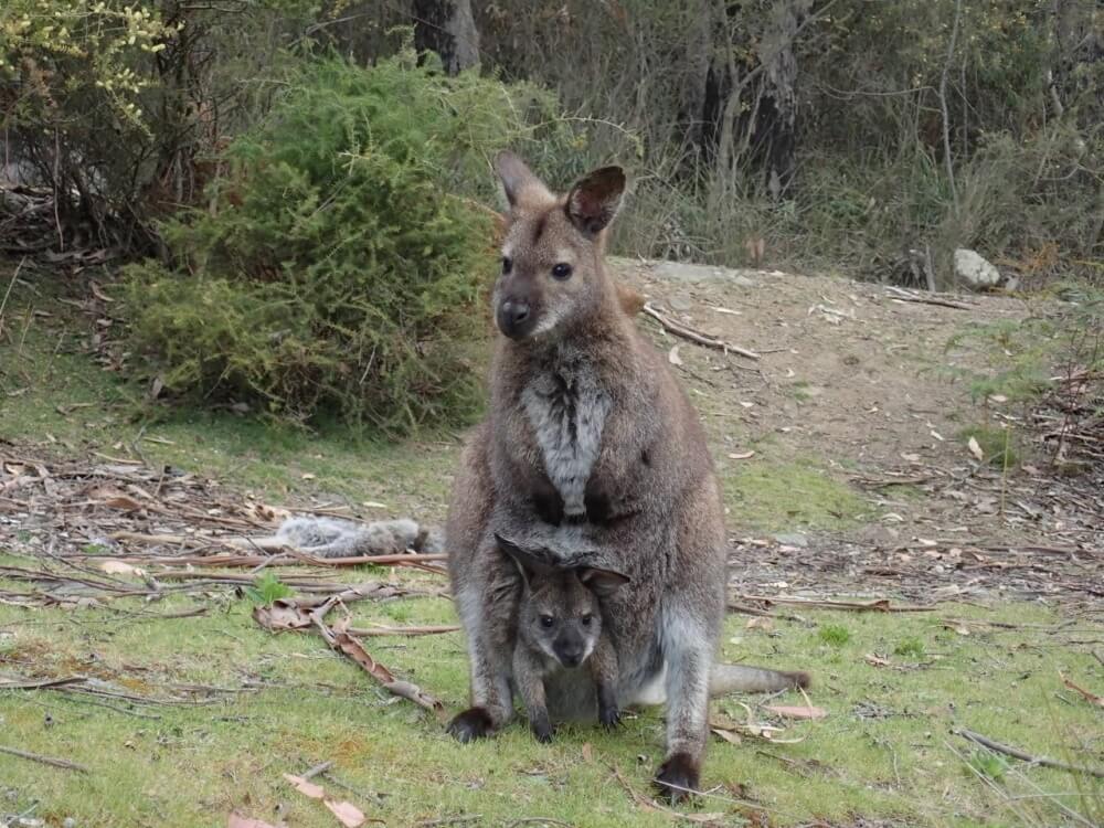 A Swamp Wallaby standing.