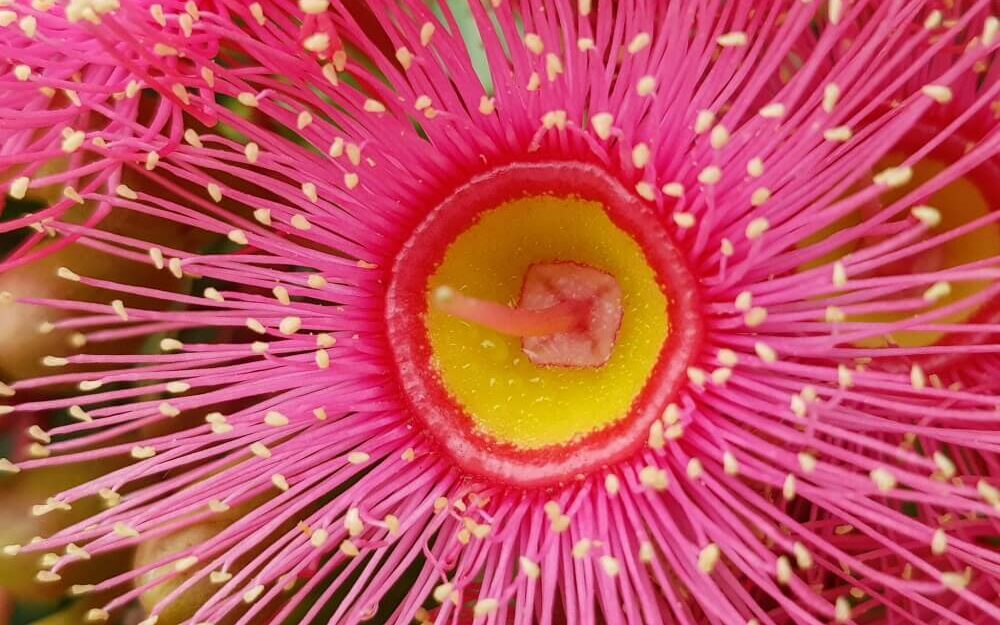 A close-up of the Corymbia flower.