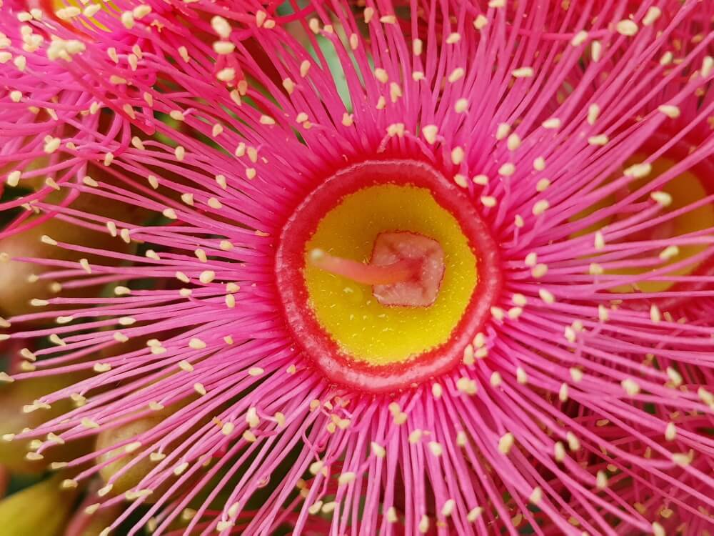 A close-up of the Corymbia flower.