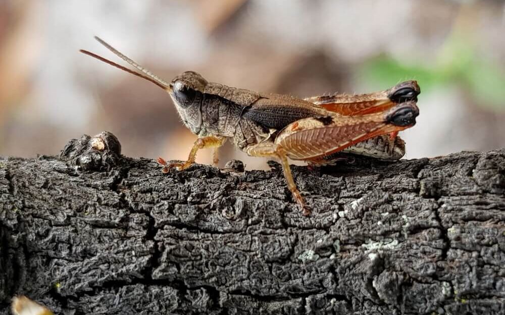 A grasshopper on a branch.
