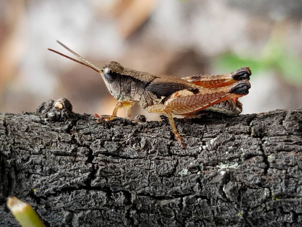 A grasshopper on a branch.