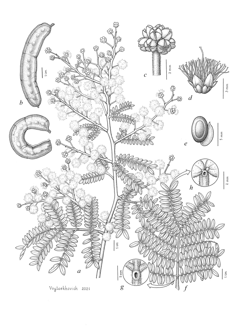 Acacia teminalis subsp. terminalis